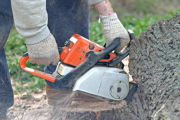 Best Tree Trimming and Pruning  in Goodland, IN